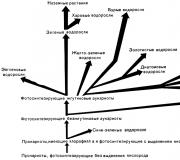 Реферат происхождение и эволюция водорослей